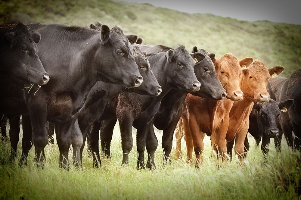 Electric Fence For Cattle | Electric Cattle Fence - Zareba